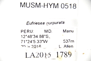  (Eufriesea purpurata - MUSM-HYM0518)  @11 [ ] CC BY-NC-ND 4.0 (2023) Museo de Historia Natural (UNMSM) Museo de Historia Natural (UNMSM)