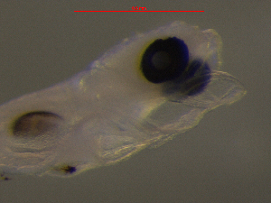  ( - BRCD-1082)  @11 [ ] CreativeCommons - Attribution Share-Alike (2021) Unspecified Sheep Breedin Research Institute