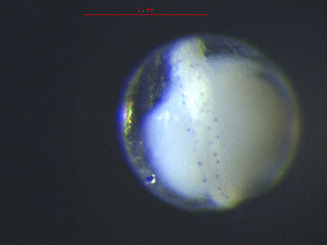 ( - BRCD-295)  @11 [ ] CreativeCommons - Attribution Share-Alike (2021) Unspecified Sheep Breedin Research Institute