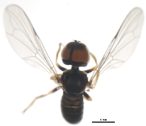 BOLD Systems: Taxonomy Browser - Clistoabdominalis sp. TX4 {species}