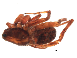  ( - 08EARGUE-0005)  @13 [ ] CreativeCommons - Attribution (2009) CBG Photography Group Centre for Biodiversity Genomics