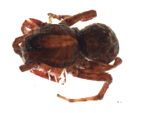  ( - 08EARGUE-0053)  @13 [ ] CreativeCommons - Attribution (2009) CBG Photography Group Centre for Biodiversity Genomics