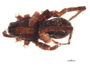  ( - 08EARGUE-0063)  @13 [ ] CreativeCommons - Attribution (2009) CBG Photography Group Centre for Biodiversity Genomics