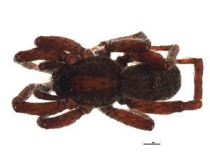  ( - 08EARGUE-0092)  @13 [ ] CreativeCommons - Attribution (2009) CBG Photography Group Centre for Biodiversity Genomics