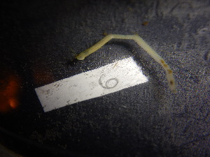  ( - 006_LC_4_12)  @11 [ ] CreativeCommons - Attribution Share-Alike (2025) Unspecified University of Aberdeen