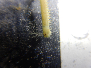  ( - 006_LC_4_12)  @11 [ ] CreativeCommons - Attribution Share-Alike (2025) Unspecified University of Aberdeen