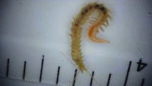  ( - 008_LC2_3_7)  @11 [ ] CreativeCommons - Attribution Share-Alike (2025) Unspecified University of Aberdeen