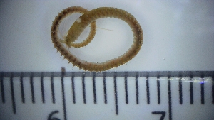  ( - 020_LE2_28_8)  @11 [ ] CreativeCommons - Attribution Share-Alike (2025) Unspecified University of Aberdeen