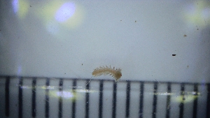  ( - 037_LE2_28_8)  @11 [ ] CreativeCommons - Attribution Share-Alike (2025) Unspecified University of Aberdeen