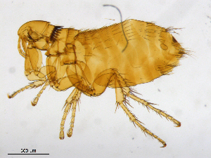  ( - BIOUG08868-A01)  @13 [ ] CreativeCommons - Attribution (2014) CBG Photography Group Centre for Biodiversity Genomics