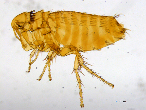  ( - BIOUG08868-A03)  @13 [ ] CreativeCommons - Attribution (2014) CBG Photography Group Centre for Biodiversity Genomics