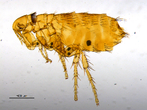  ( - BIOUG08868-A05)  @13 [ ] CreativeCommons - Attribution (2014) CBG Photography Group Centre for Biodiversity Genomics