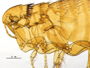  ( - BIOUG08868-A06)  @12 [ ] CreativeCommons - Attribution (2014) CBG Photography Group Centre for Biodiversity Genomics