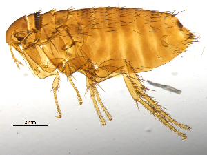  ( - BIOUG08868-A07)  @11 [ ] CreativeCommons - Attribution (2014) CBG Photography Group Centre for Biodiversity Genomics