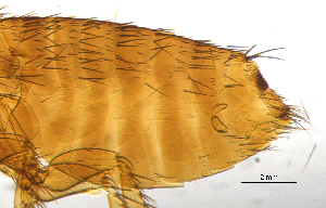  ( - BIOUG08868-A07)  @11 [ ] CreativeCommons - Attribution (2014) CBG Photography Group Centre for Biodiversity Genomics