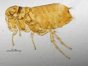  ( - BIOUG08868-A10)  @13 [ ] CreativeCommons - Attribution (2014) CBG Photography Group Centre for Biodiversity Genomics