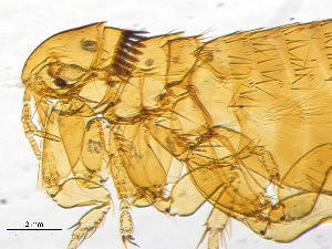  ( - BIOUG08868-A10)  @12 [ ] CreativeCommons - Attribution (2014) CBG Photography Group Centre for Biodiversity Genomics