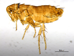  ( - BIOUG08868-B01)  @14 [ ] CreativeCommons - Attribution (2014) CBG Photography Group Centre for Biodiversity Genomics