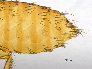  ( - BIOUG08868-B02)  @11 [ ] CreativeCommons - Attribution (2014) CBG Photography Group Centre for Biodiversity Genomics