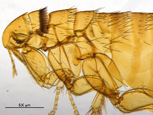  ( - BIOUG08868-B02)  @11 [ ] CreativeCommons - Attribution (2014) CBG Photography Group Centre for Biodiversity Genomics
