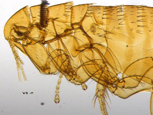  ( - BIOUG08868-B03)  @11 [ ] CreativeCommons - Attribution (2014) CBG Photography Group Centre for Biodiversity Genomics