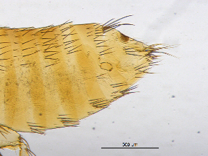  ( - BIOUG08868-B04)  @12 [ ] CreativeCommons - Attribution (2014) CBG Photography Group Centre for Biodiversity Genomics