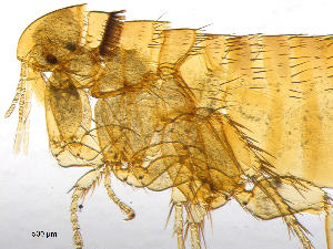  ( - BIOUG08868-B04)  @12 [ ] CreativeCommons - Attribution (2014) CBG Photography Group Centre for Biodiversity Genomics