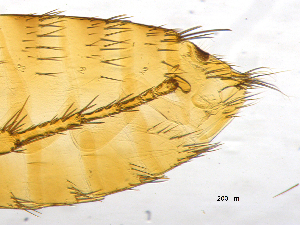  ( - BIOUG08868-B05)  @11 [ ] CreativeCommons - Attribution (2014) CBG Photography Group Centre for Biodiversity Genomics