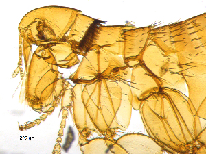  ( - BIOUG08868-B05)  @11 [ ] CreativeCommons - Attribution (2014) CBG Photography Group Centre for Biodiversity Genomics