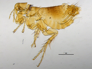  ( - BIOUG08868-B07)  @13 [ ] CreativeCommons - Attribution (2014) CBG Photography Group Centre for Biodiversity Genomics