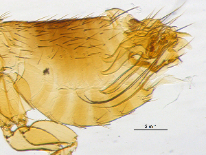  ( - BIOUG08868-B07)  @12 [ ] CreativeCommons - Attribution (2014) CBG Photography Group Centre for Biodiversity Genomics