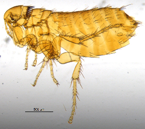  ( - BIOUG08868-C02)  @13 [ ] CreativeCommons - Attribution (2014) CBG Photography Group Centre for Biodiversity Genomics