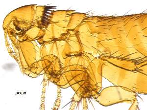  ( - BIOUG08868-C02)  @12 [ ] CreativeCommons - Attribution (2014) CBG Photography Group Centre for Biodiversity Genomics