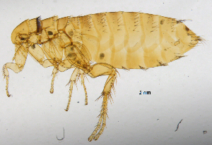 ( - BIOUG08868-C12)  @11 [ ] CreativeCommons - Attribution (2014) CBG Photography Group Centre for Biodiversity Genomics