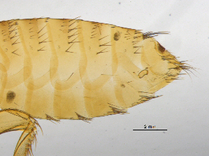  ( - BIOUG08868-C12)  @11 [ ] CreativeCommons - Attribution (2014) CBG Photography Group Centre for Biodiversity Genomics