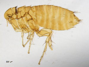  ( - BIOUG08868-D01)  @11 [ ] CreativeCommons - Attribution (2014) CBG Photography Group Centre for Biodiversity Genomics