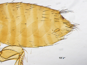  ( - BIOUG08868-D01)  @11 [ ] CreativeCommons - Attribution (2014) CBG Photography Group Centre for Biodiversity Genomics