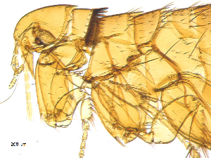  ( - BIOUG08868-D02)  @12 [ ] CreativeCommons - Attribution (2014) CBG Photography Group Centre for Biodiversity Genomics