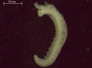  ( - BSD1Pmult3)  @11 [ ] Copyright (c)  Carol Simon Stellenbosch University