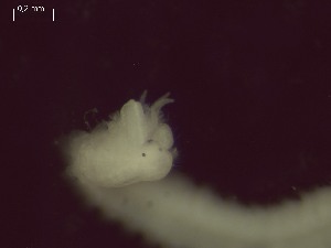  ( - BSD3Pmult10)  @11 [ ] Copyright (c)  Carol Simon Stellenbosch University