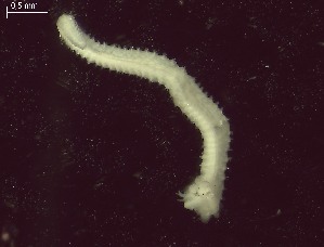  ( - BSD3Pmult10)  @11 [ ] Copyright (c)  Carol Simon Stellenbosch University