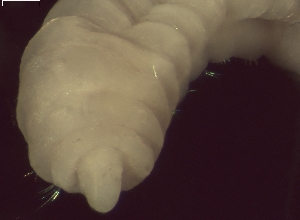  ( - BSD4Cnona4)  @11 [ ] Copyright (c)  Carol Simon Stellenbosch University