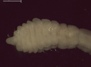  ( - BSD4Cnona8)  @11 [ ] Copyright (c)  Carol Simon Stellenbosch University