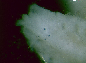  (Pseudopolydora eriyali - BSD9Periy60)  @11 [ ] Copyright (c)  Carol Simon Stellenbosch University