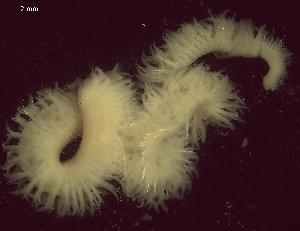  ( - BSD9Lbifu1)  @11 [ ] Copyright (c)  Carol Simon Stellenbosch University