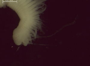  ( - BSD9Lbifu1)  @11 [ ] Copyright (c)  Carol Simon Stellenbosch University