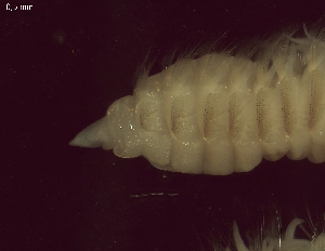  ( - BSD9Lbifu2)  @11 [ ] Copyright (c)  Carol Simon Stellenbosch University