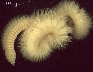  ( - BSD9Lbifu2)  @11 [ ] Copyright (c)  Carol Simon Stellenbosch University