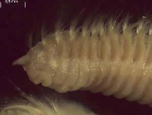  ( - BSD9Lbifu3)  @11 [ ] Copyright (c)  Carol Simon Stellenbosch University