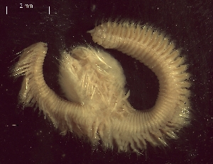  ( - BSD9Lbifu3)  @11 [ ] Copyright (c)  Carol Simon Stellenbosch University